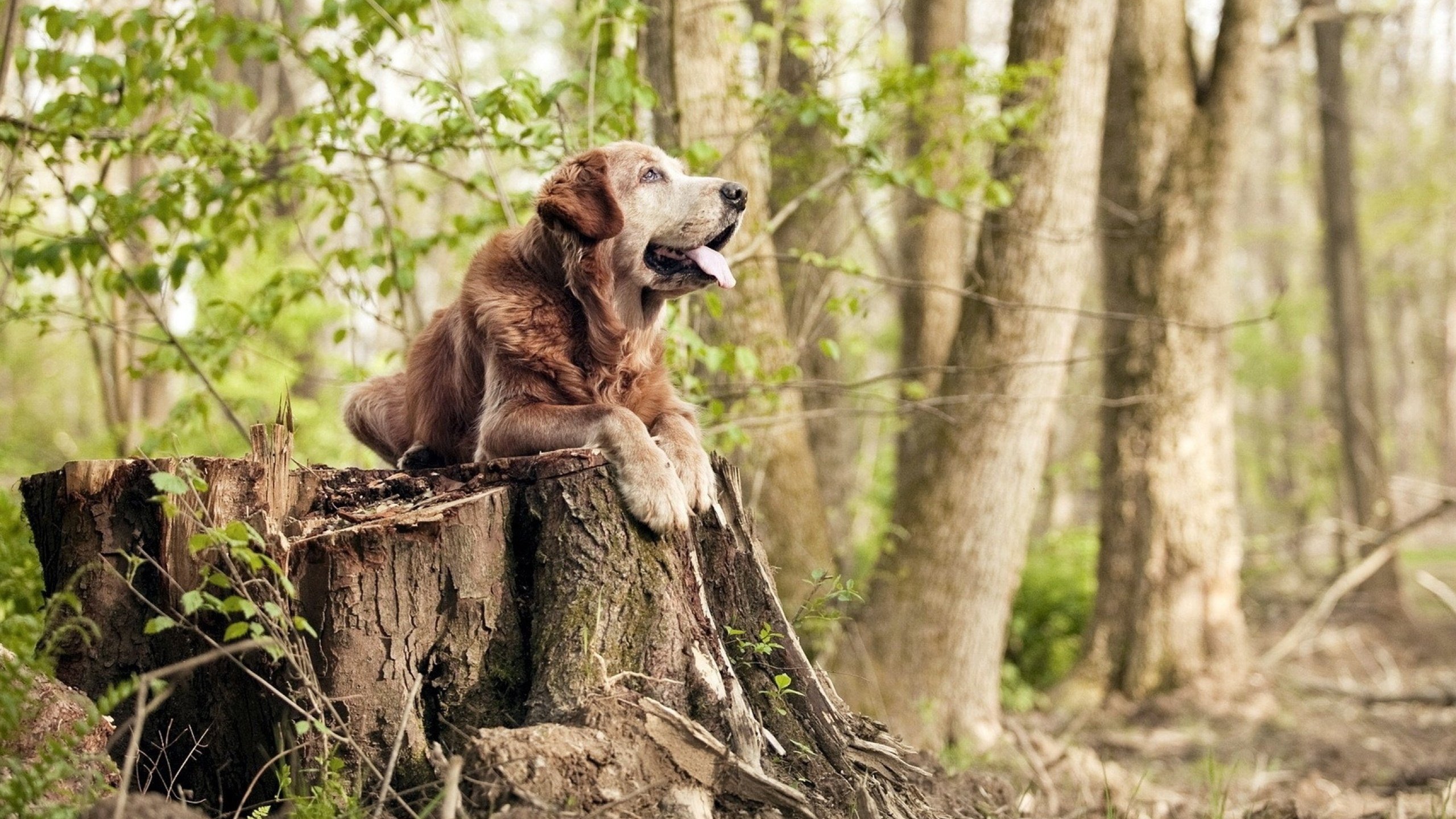 深夜棋盘上的致命一击,劳塔罗如何成为东决的胜负手