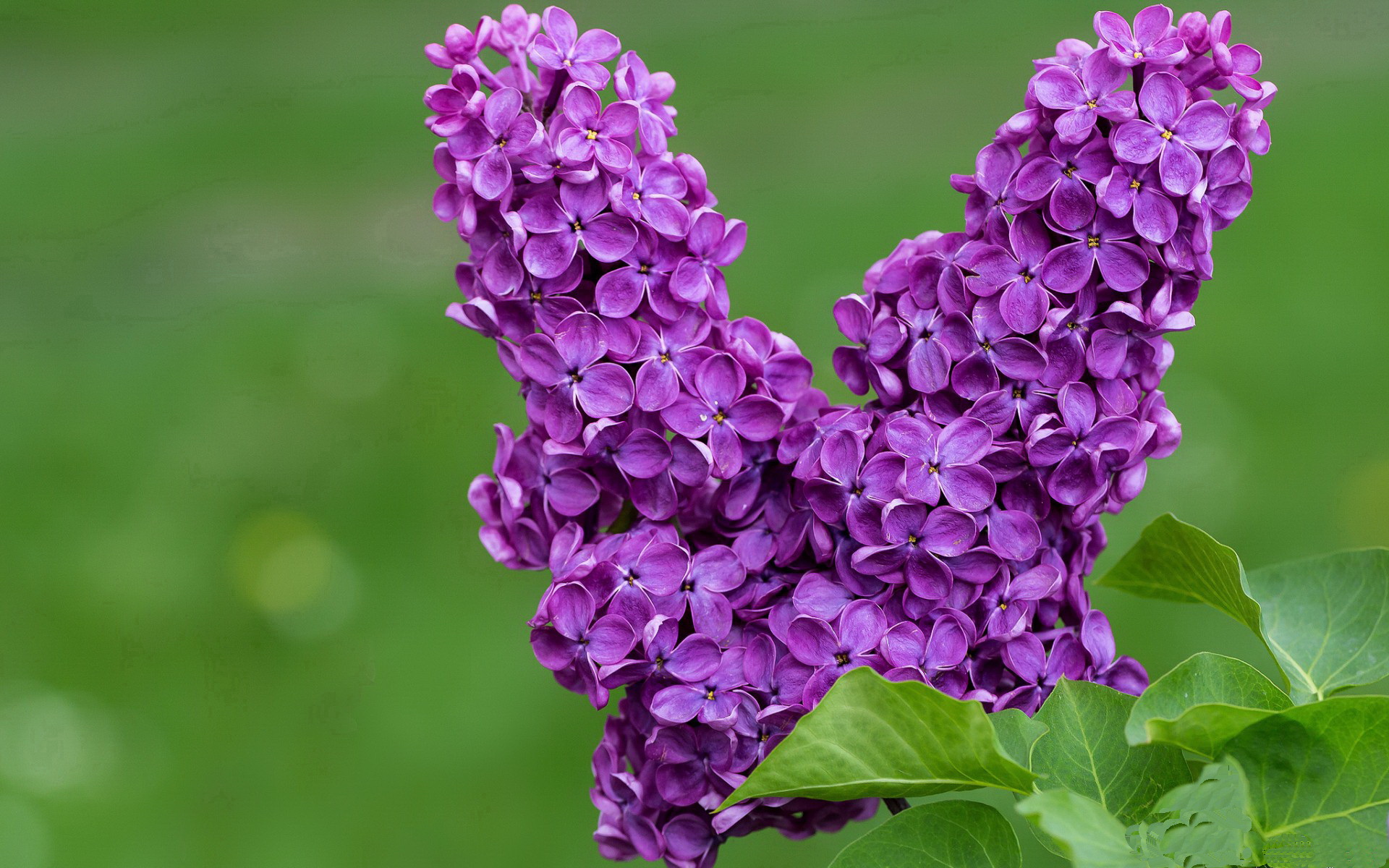 打破维度的对决,当阿森纳身披星辰,委内瑞拉泪洒绿茵