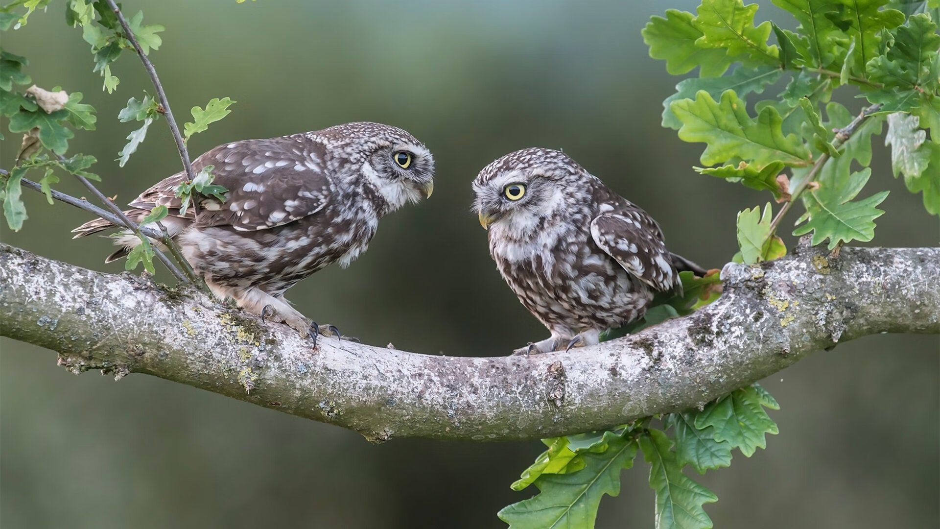 从安第斯到阿尔卑斯,秘鲁战术智慧如何启迪三笘薰德甲封神之战