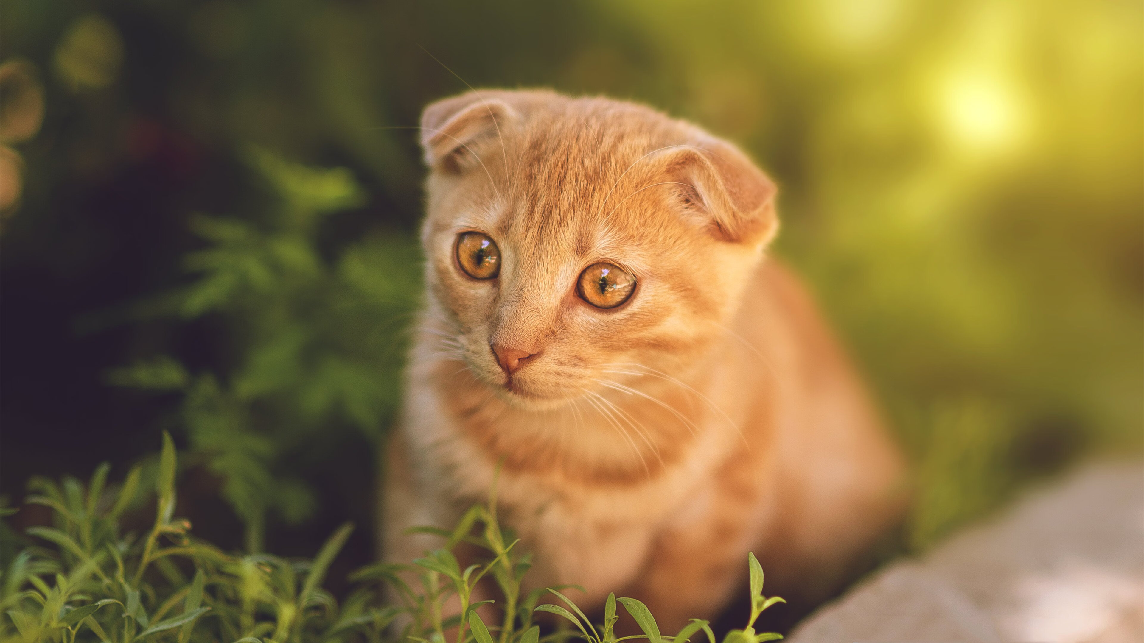 当申城鲨气遇见英伦风暴,巨星的时刻从未如此统一