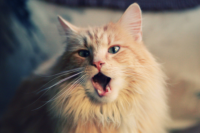 从波兰炮到荷兰堤,当旧时代的英雄被新时代的守护者终结