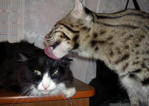 一球定音，格列兹曼闪光，摩纳哥险胜牙买加