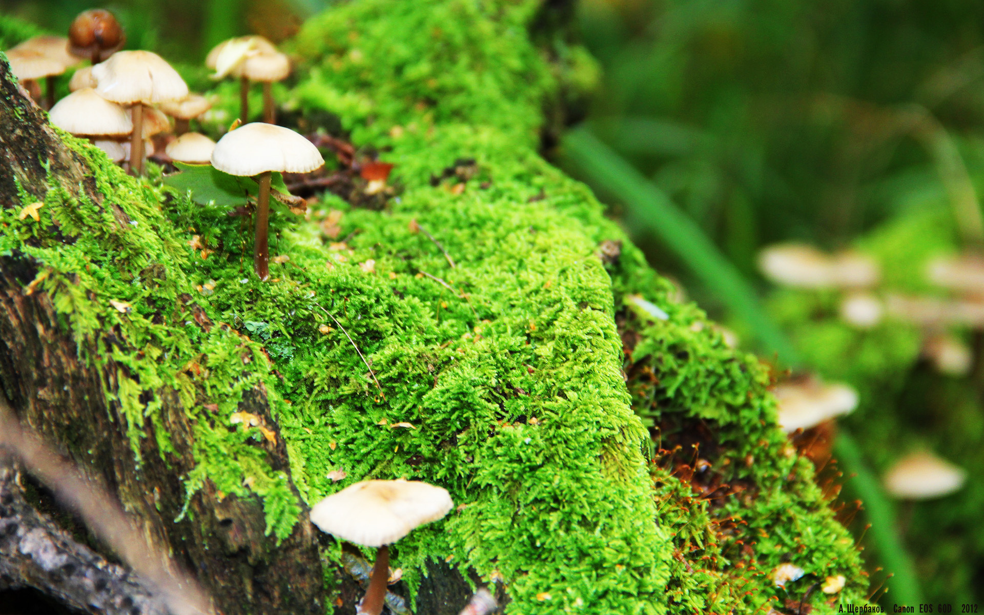 极速与绝杀,从巴林赛道到绿茵场的压哨哲学