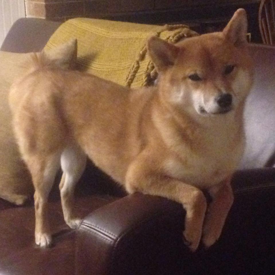 大小舞台的定理，当东契奇照亮银河，上海队写下地面的诗