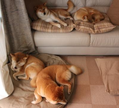 新疆飞虎跨洋爆冷!拉文数据狂飙难敌亚洲篮球惊雷