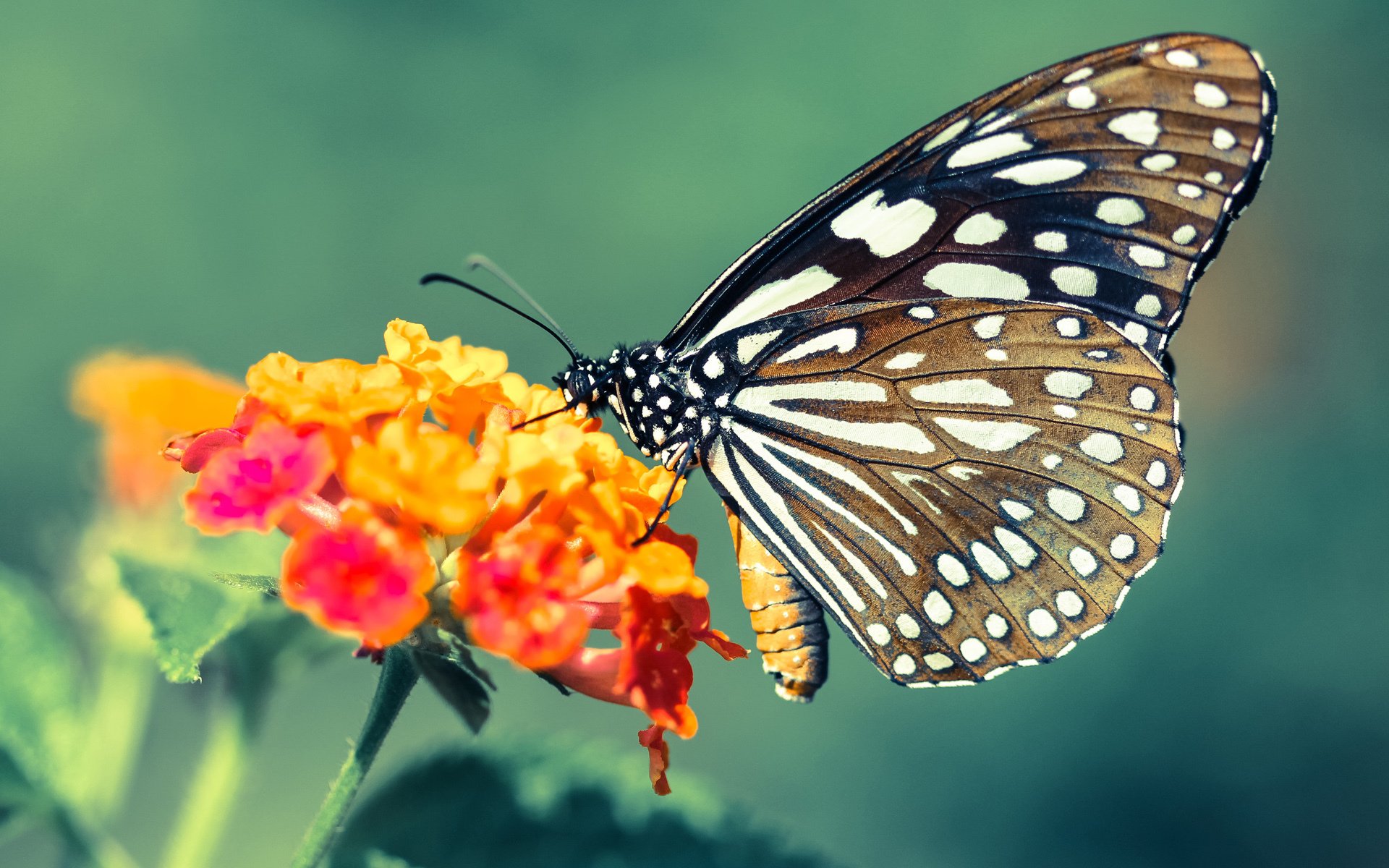 东契奇惊叹哈登暴走！雷霆降世，雄鹿主场崩塌，封神关键先生已就位