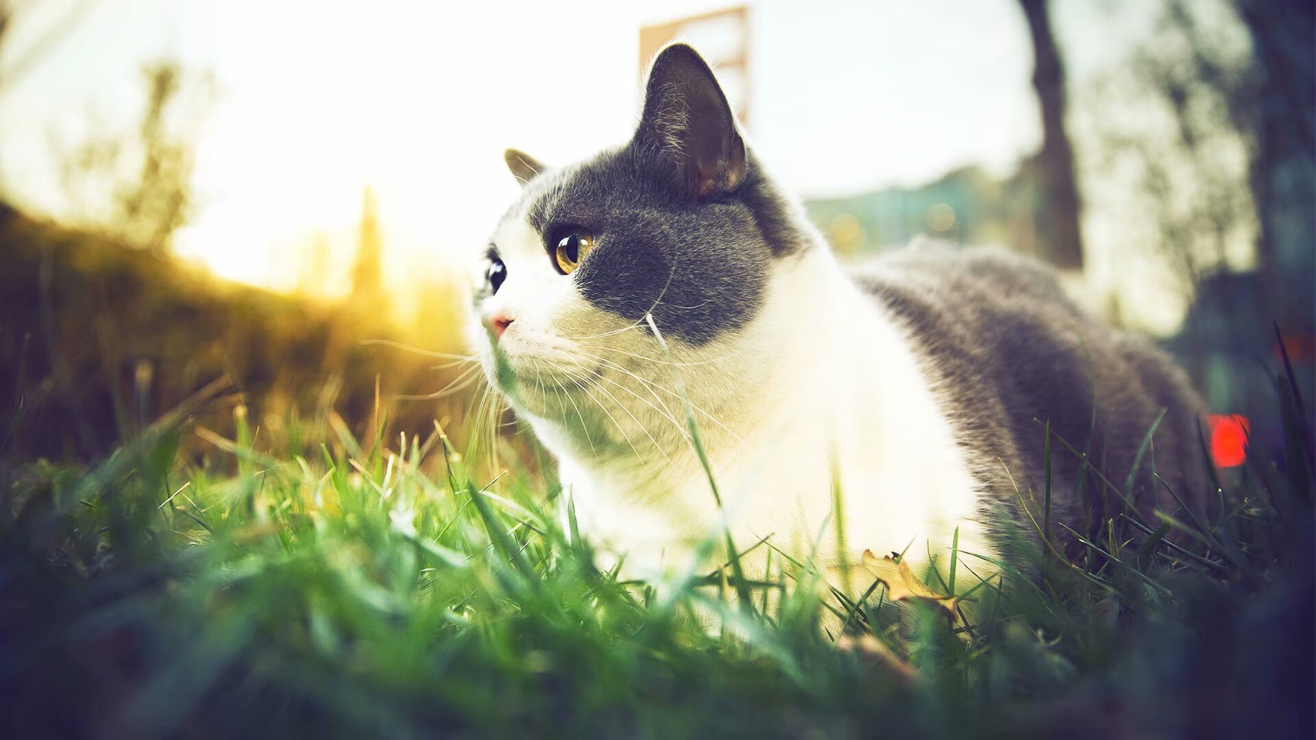 魔都上演救赎之战，小贾伦绝命封盖助上海队击溃开拓者