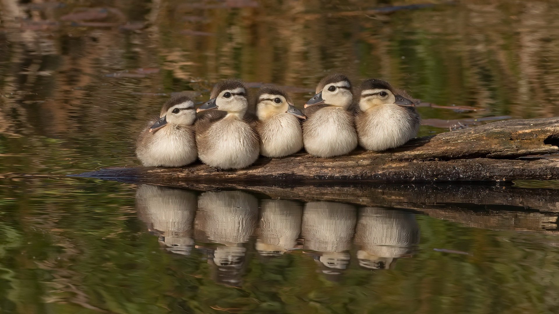 F1街道赛之夜，字母哥关键回合不手软，今夜我们都是见证伟大的幸运儿