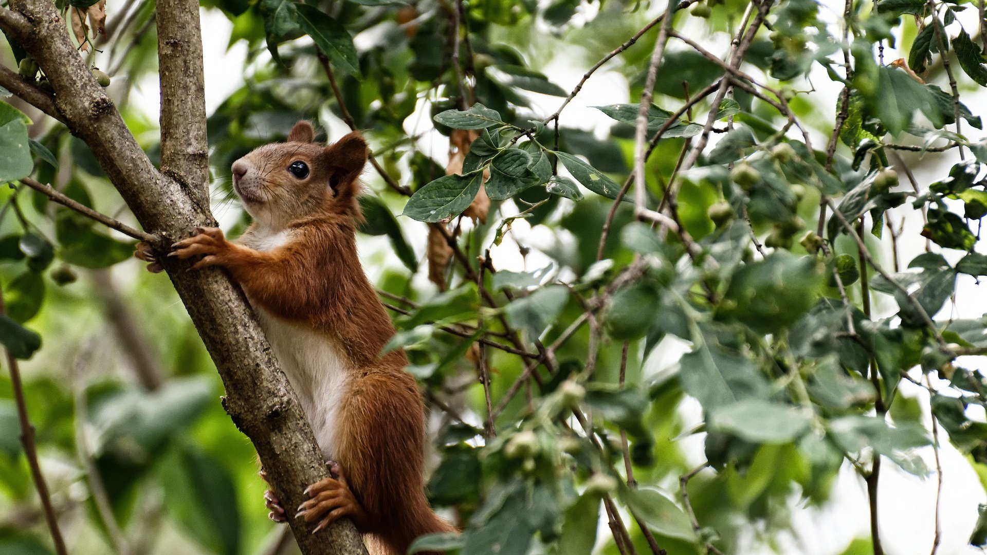 沙漠风暴席卷高原，卡瓦哈尔存在感拉满，沙特血拼厄瓜多尔