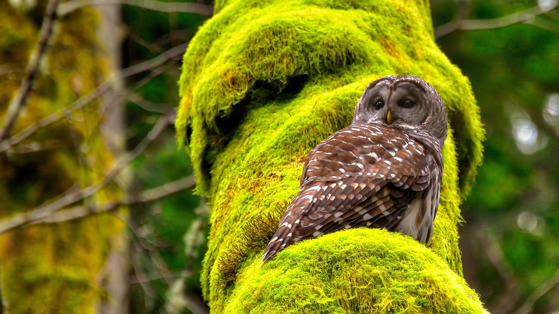 欧冠英雄金玟哉的统治力,爱尔兰与冰岛鏖战的足球哲学