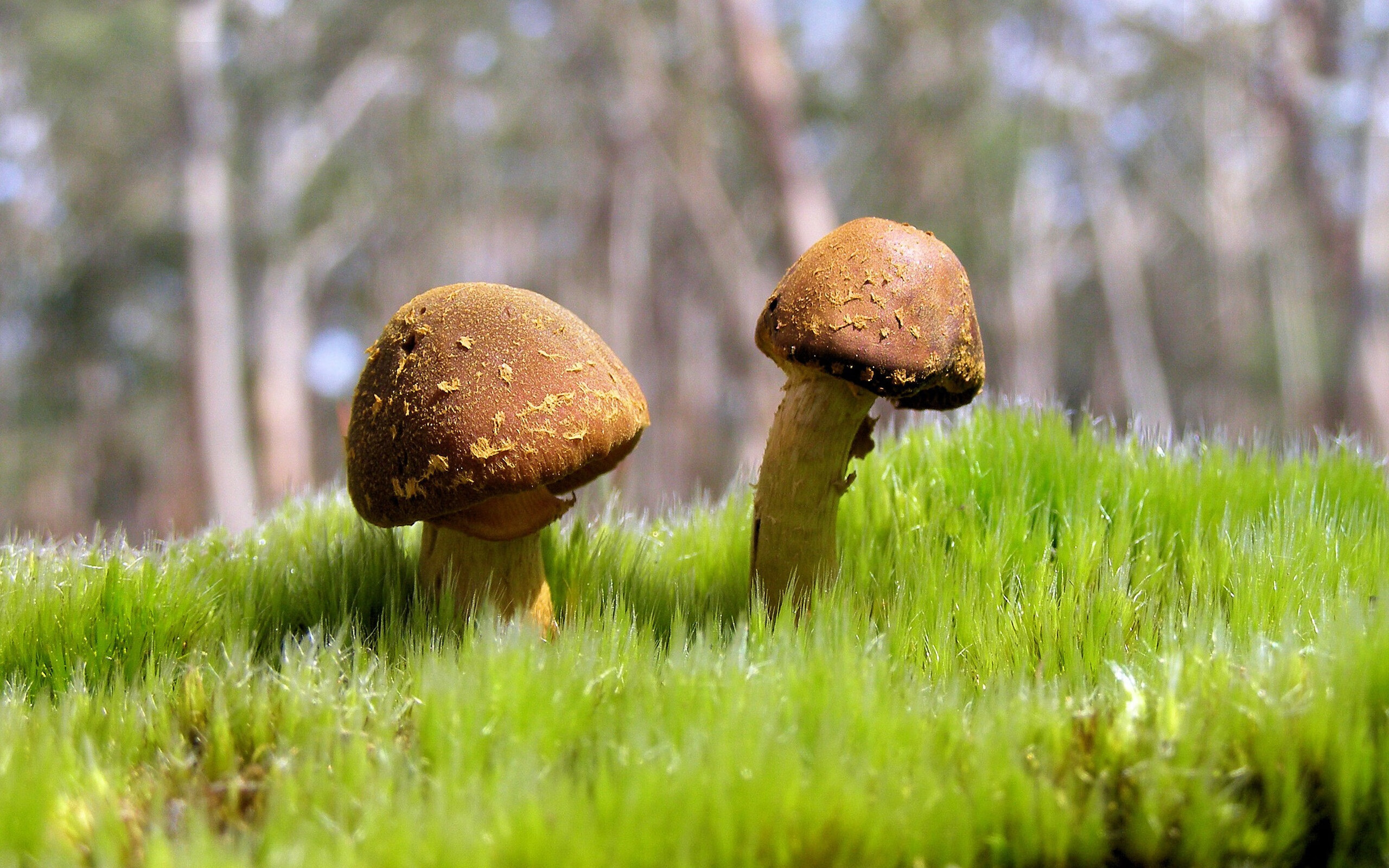 冷雨夜的奇迹，新西兰爆冷击沉黄色潜水艇，托尼加时赛上演一记定乾坤