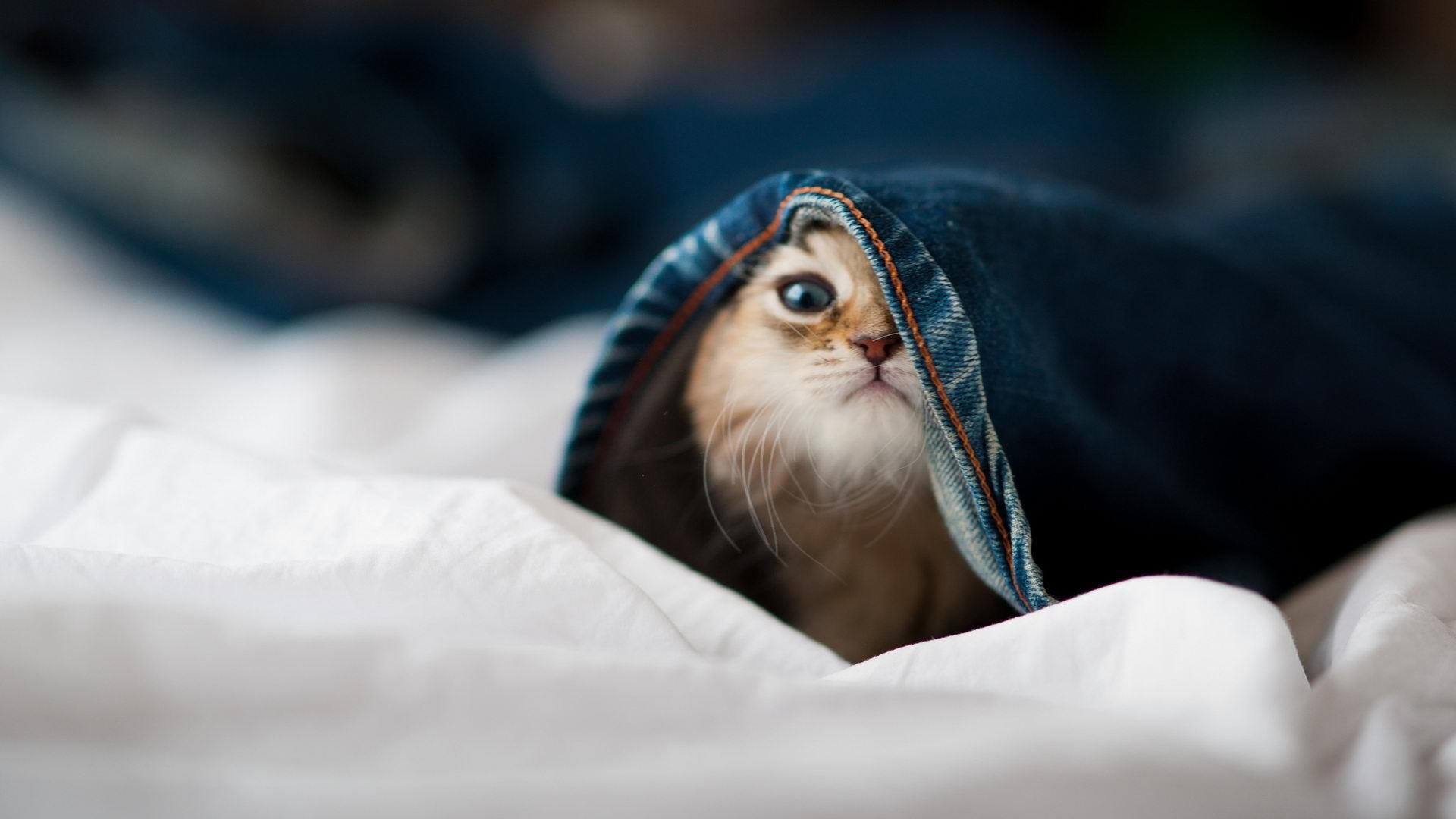 金玟哉,远方的墙