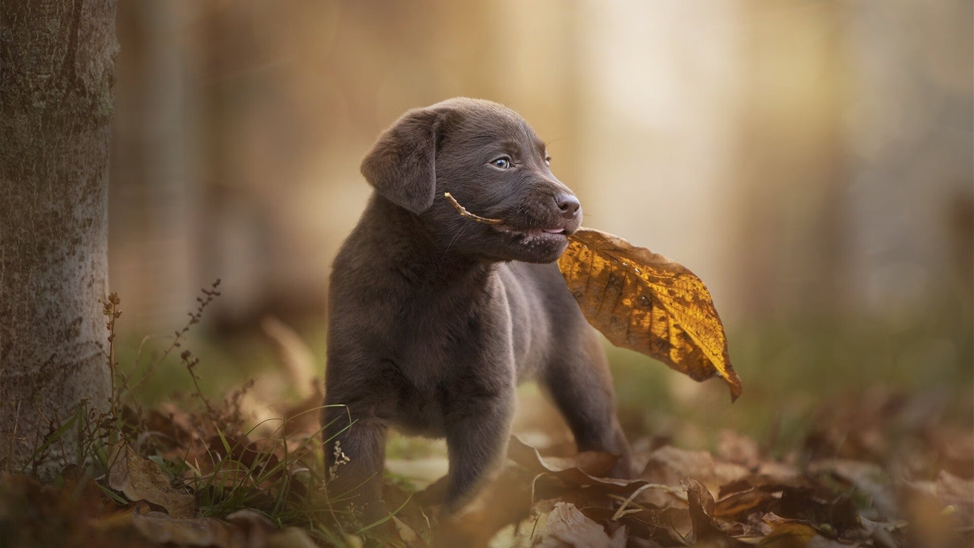 与天幕为敌，当整个体育馆都在嘘声中倾斜，霍勒迪让深圳记住了他的孤绝