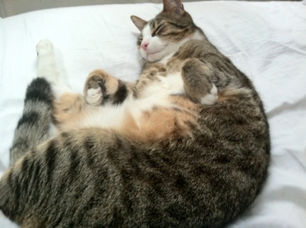 降维打击，当锡安在德甲争冠战接管比赛，灰熊力克黄蜂已成往事