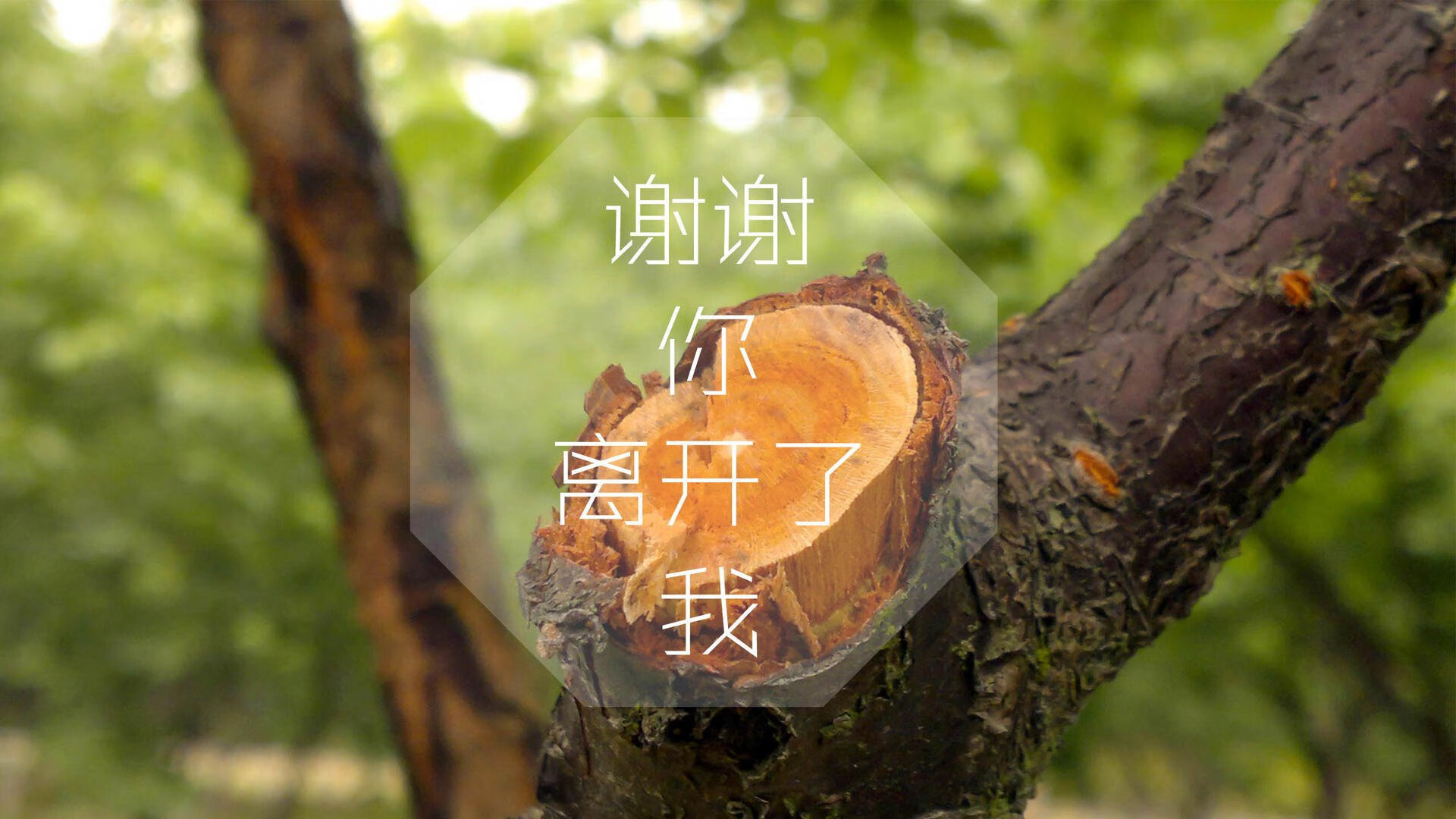 唯一性的文章,星条旗的咆哮—2026世界杯G组,一场载入史册的跨洲际对话