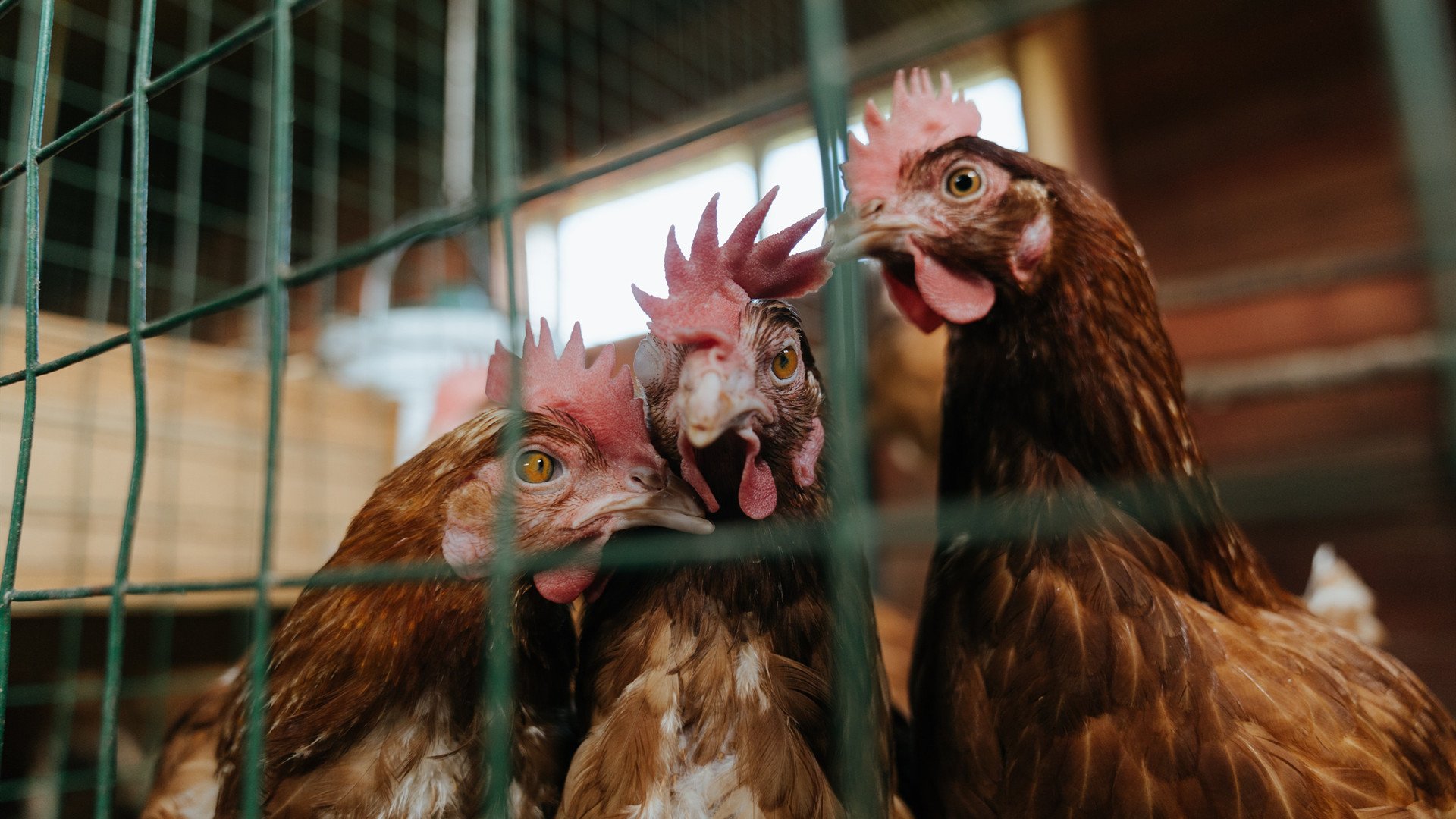 宿命的右路，2026，阿诺德与加纳的奇幻漂流